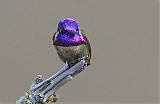 Costa's Hummingbird